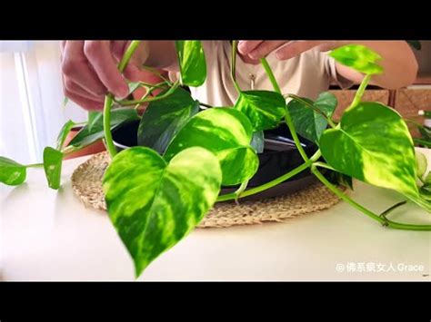 水 種 植物 風水|【水種】水種新手入門！15款室內植物精選，輕鬆提升居家綠意